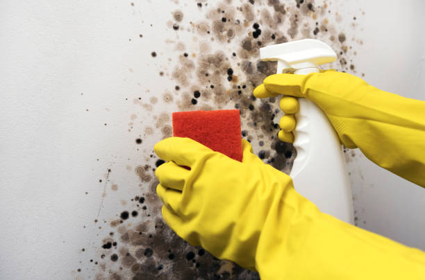 Best Mold Remediation  in Wayne Heights, PA