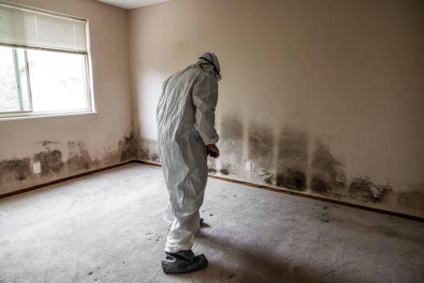 Best Residential Mold Removal  in Wayne Heights, PA